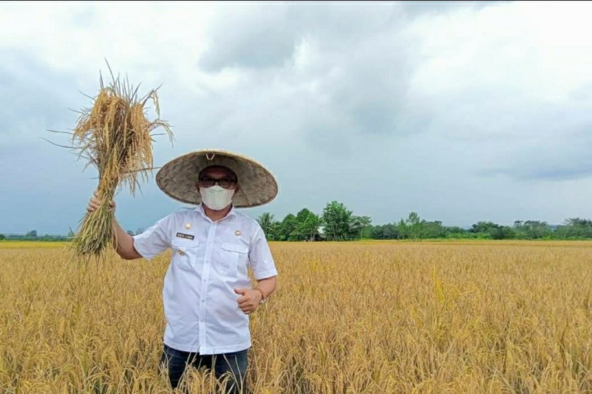 Jagung dan nilam diupayakan tingkatan kesejahteraan petani Morut