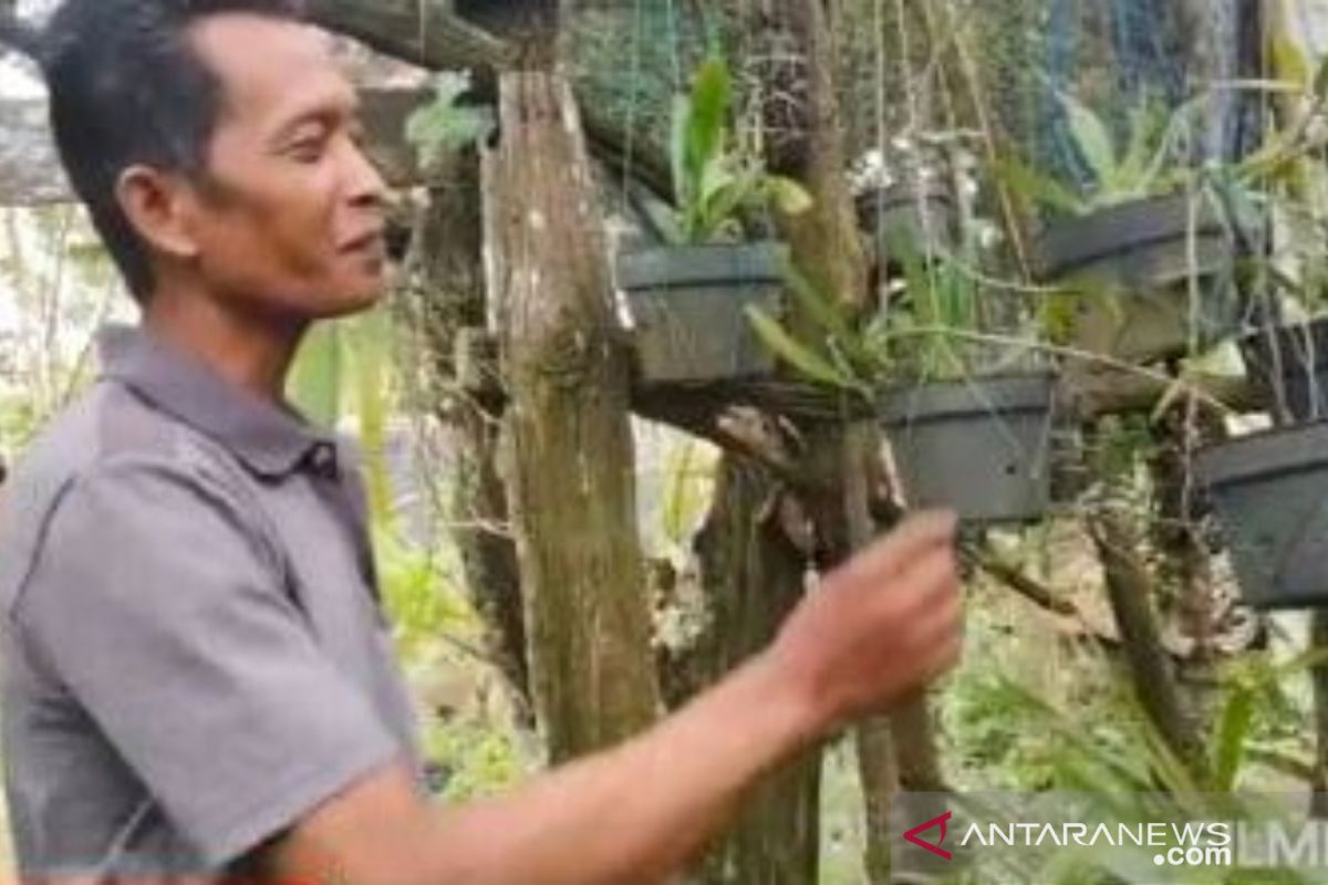 Hermanto pelestari anggrek spicies Meratus wilayah Tanah Laut