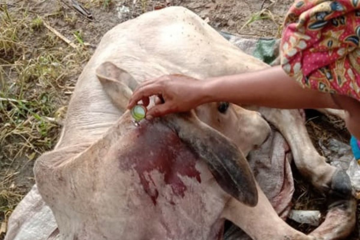 Dua sapi milik warga Mahur Hilia Agam diduga dimangsa harimau