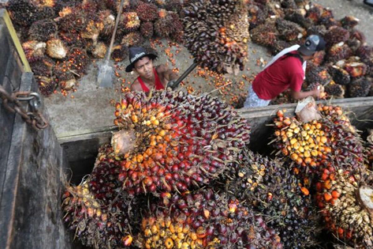 Apkasindo minta pemerintah perhatikan petani sawit di Aceh