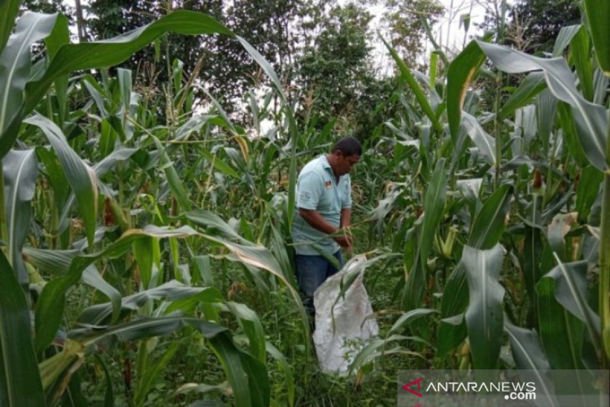 BPS: nilai tukar petani Babel naik 2,59 persen