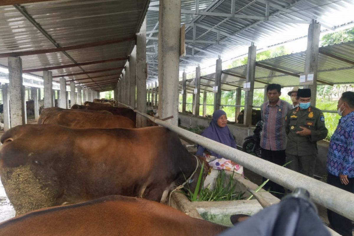 Penyaluran Program 1.000 Sapi Kementan RI di lingkar Mandalika tuntas