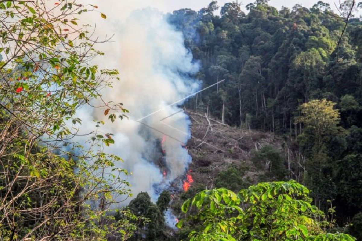 Membuka lahan dengan cara membakar