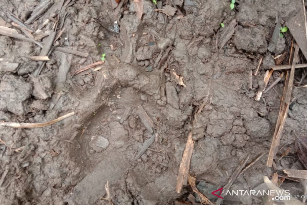 BKSDA pastikan jejak satwa di Kampung Jawa Solok milik harimau, ini imbauannya