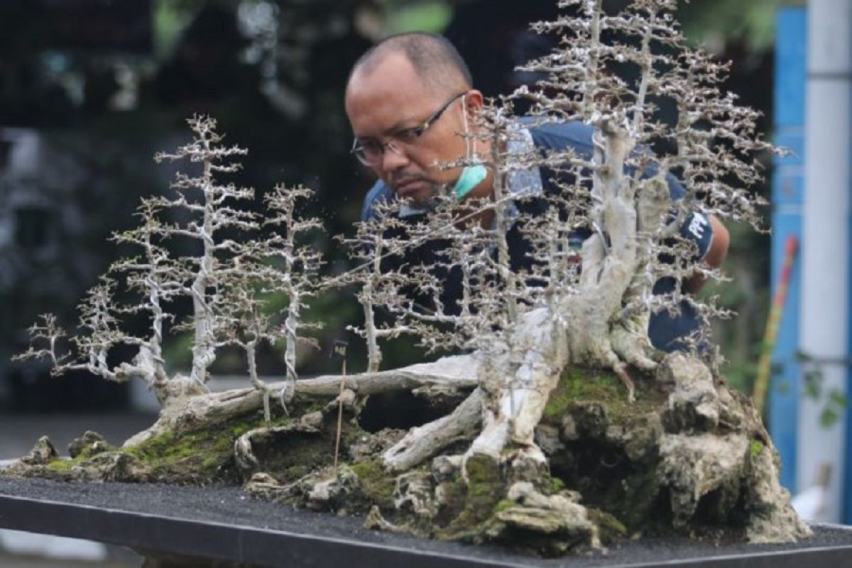 Pemkab Kediri harapkan bonsai tembus pasar luar negeri