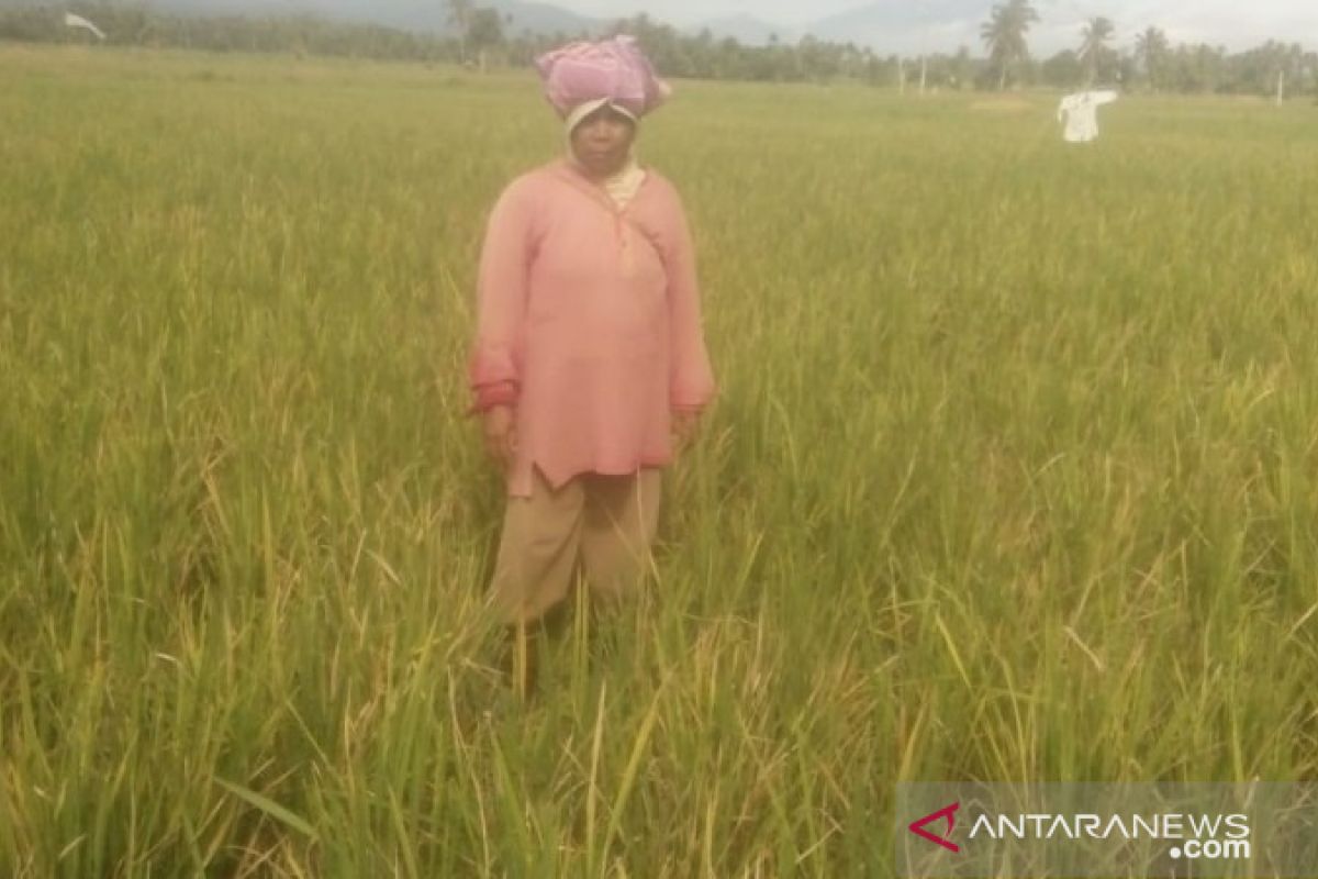 Gegara tikus, petani Tapsel pastikan sawahnya gagal panen