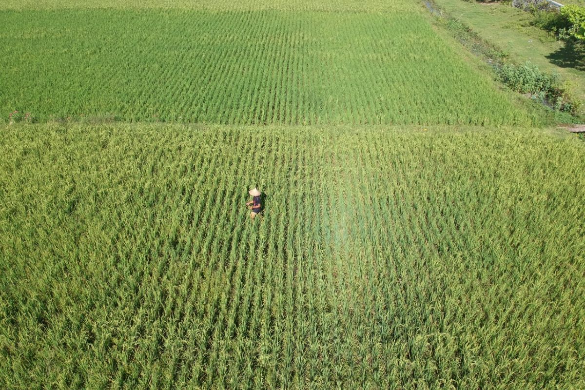 Nilai Tukar Petani Gorontalo naik 1,08 persen