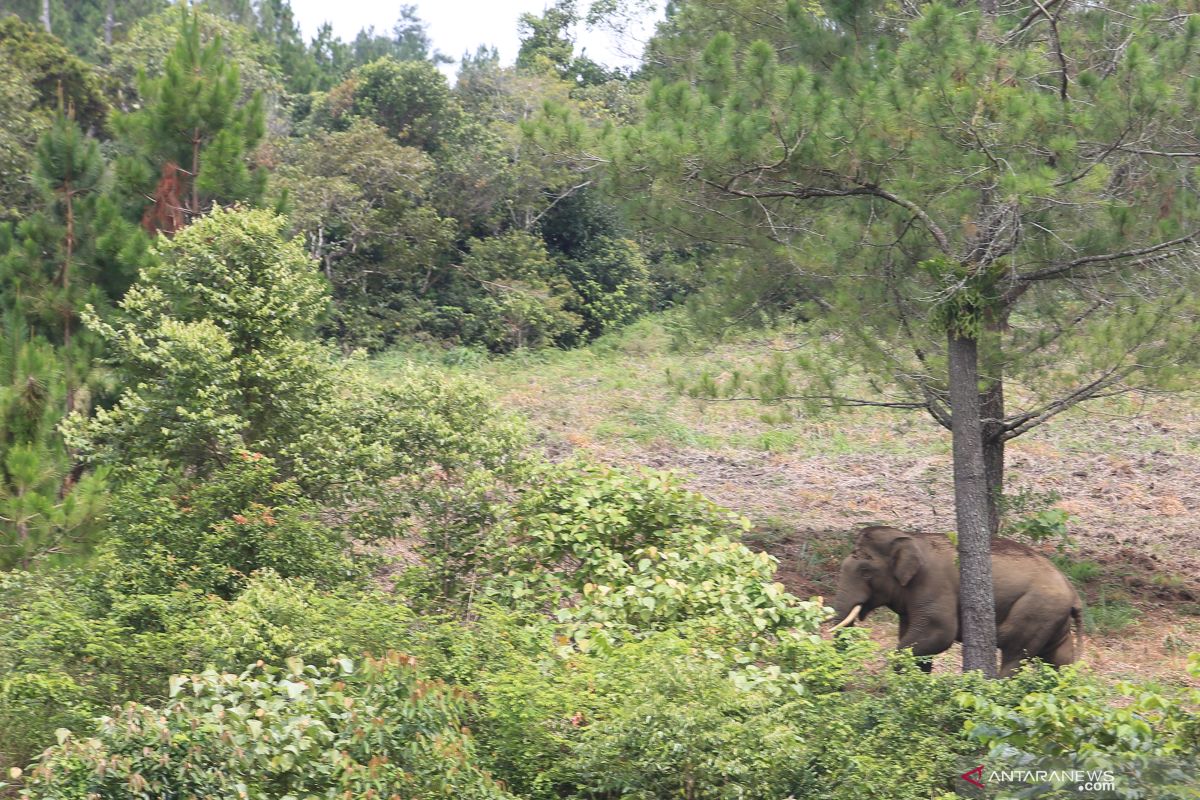Gajah liar ubrak - abrik tanaman Pepaya dan Sawit warga Lamno