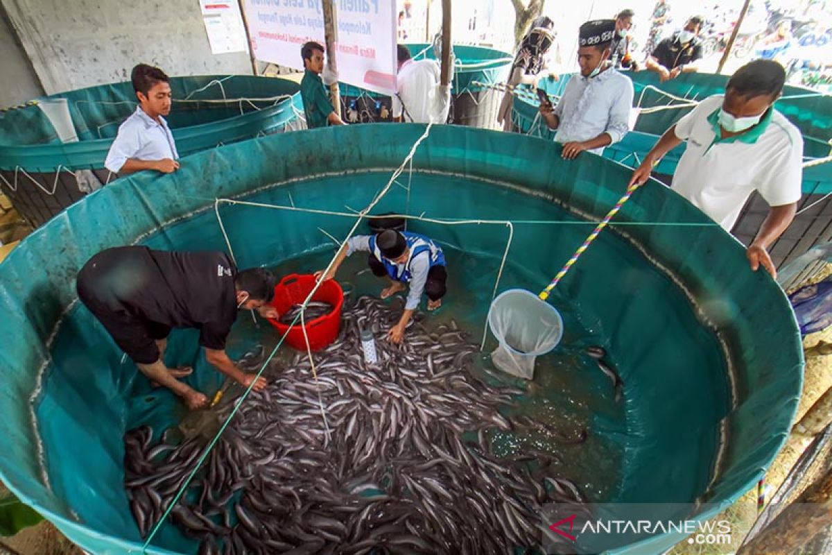 Panen ikan lele budi daya binaan NGO