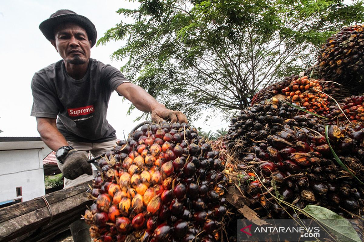 Harga  minyak sawit  di Jambni naik