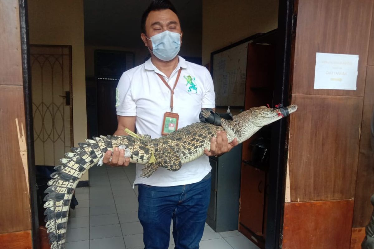 BKSDA Serang terima buaya muara dari warga