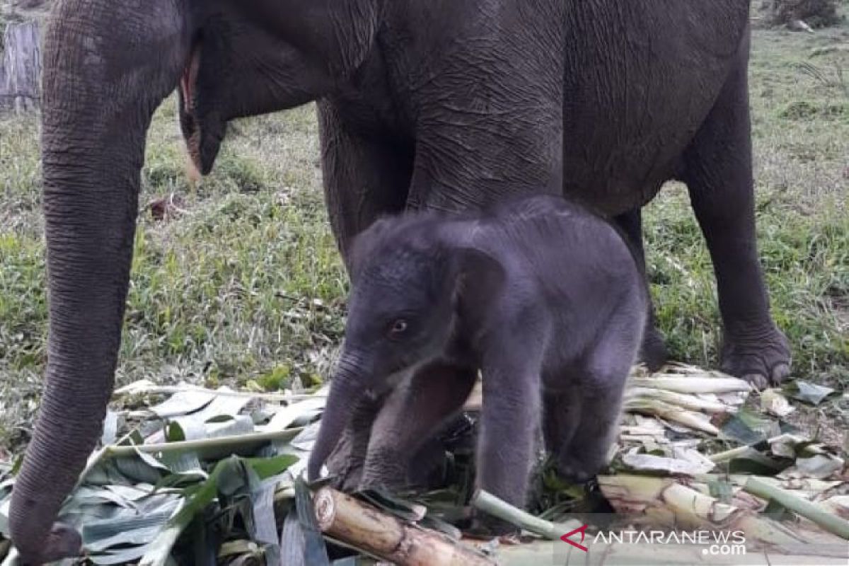 Seekor bayi gajah jantan lahir di TNTN Pelalawan, ini dia anaknya "Ria"