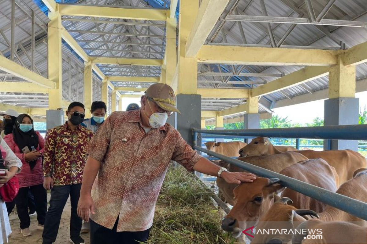 Sulteng mulai bersiap jadi penyuplai sapi bagi Kalimantan Timur