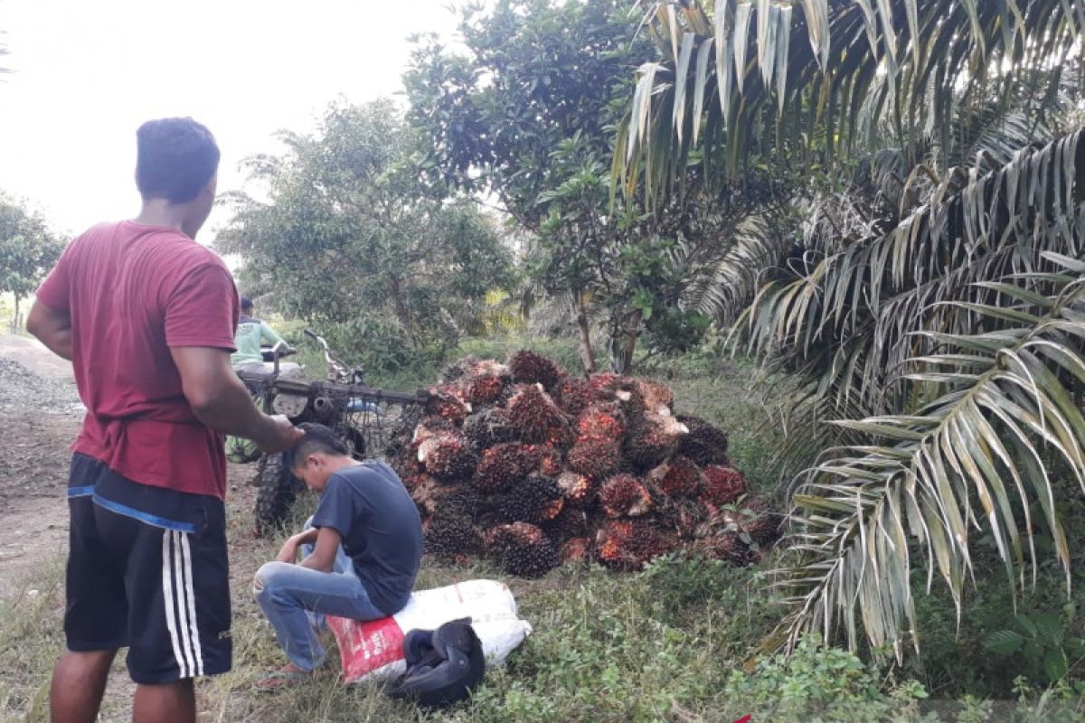 Harga kelapa sawit di Mukomuko turun