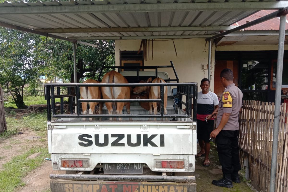 Nekat curi sapi siang bolong, dua pria di Dompu diciduk polisi