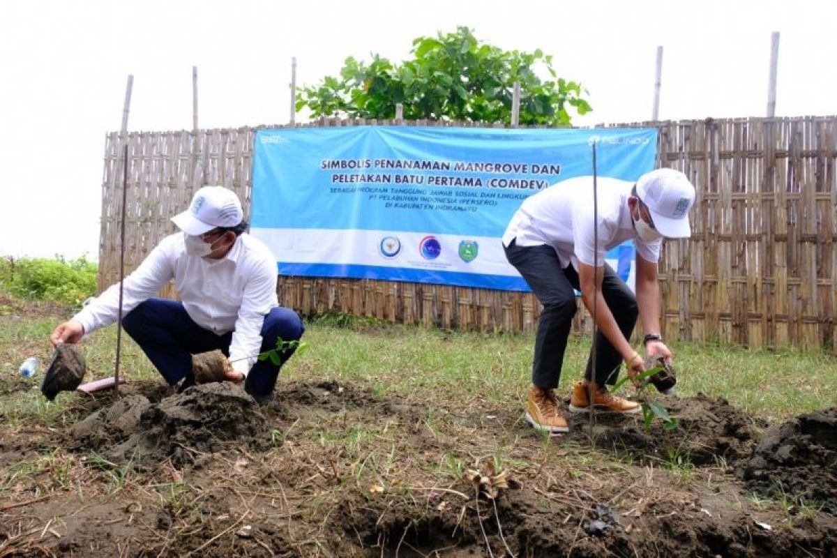 KKP dan Pelindo percepat rehabilitasi kawasan mangrove di Indramayu Jabar