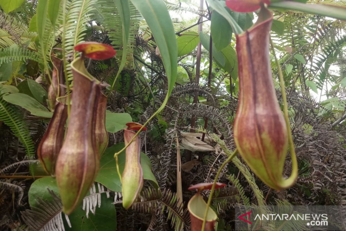 Mengenal empat tanaman endemik Indonesia