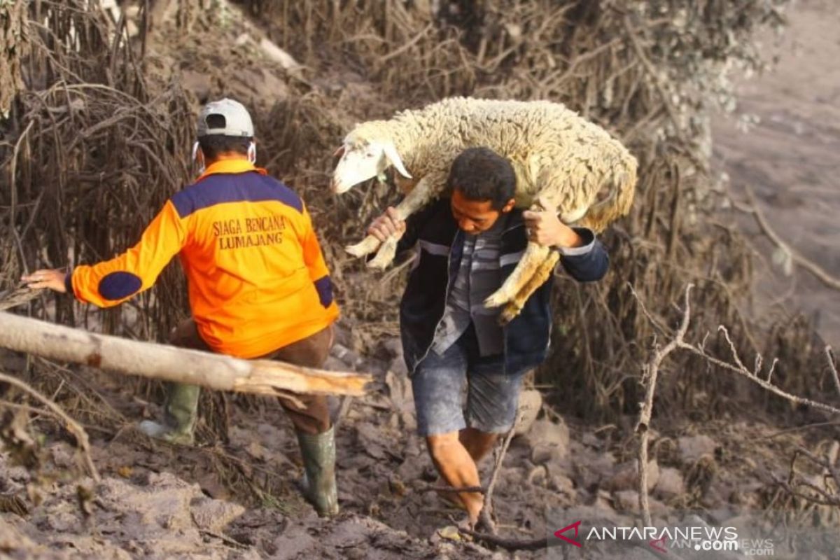 Sekitar 200 hektare lahan pertanian gagal panen akibat letusan Semeru