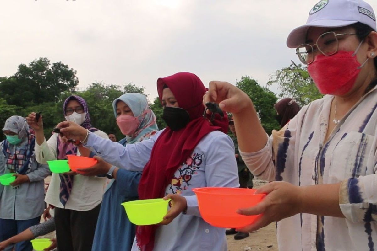 Perhutani melepasliarkan ratusan tukik di Pantai Bama Baluran