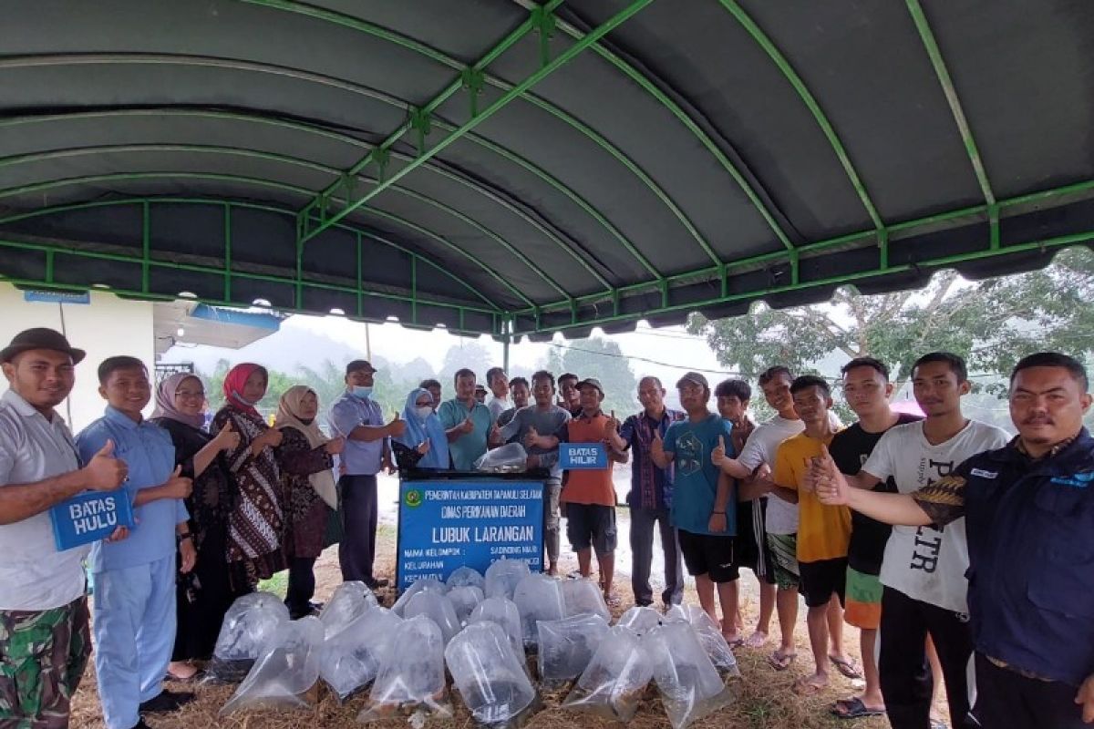 NNB Sayurmatinggi tabur ikan ke irigasi lubuk larangan sepanjang 500 meter