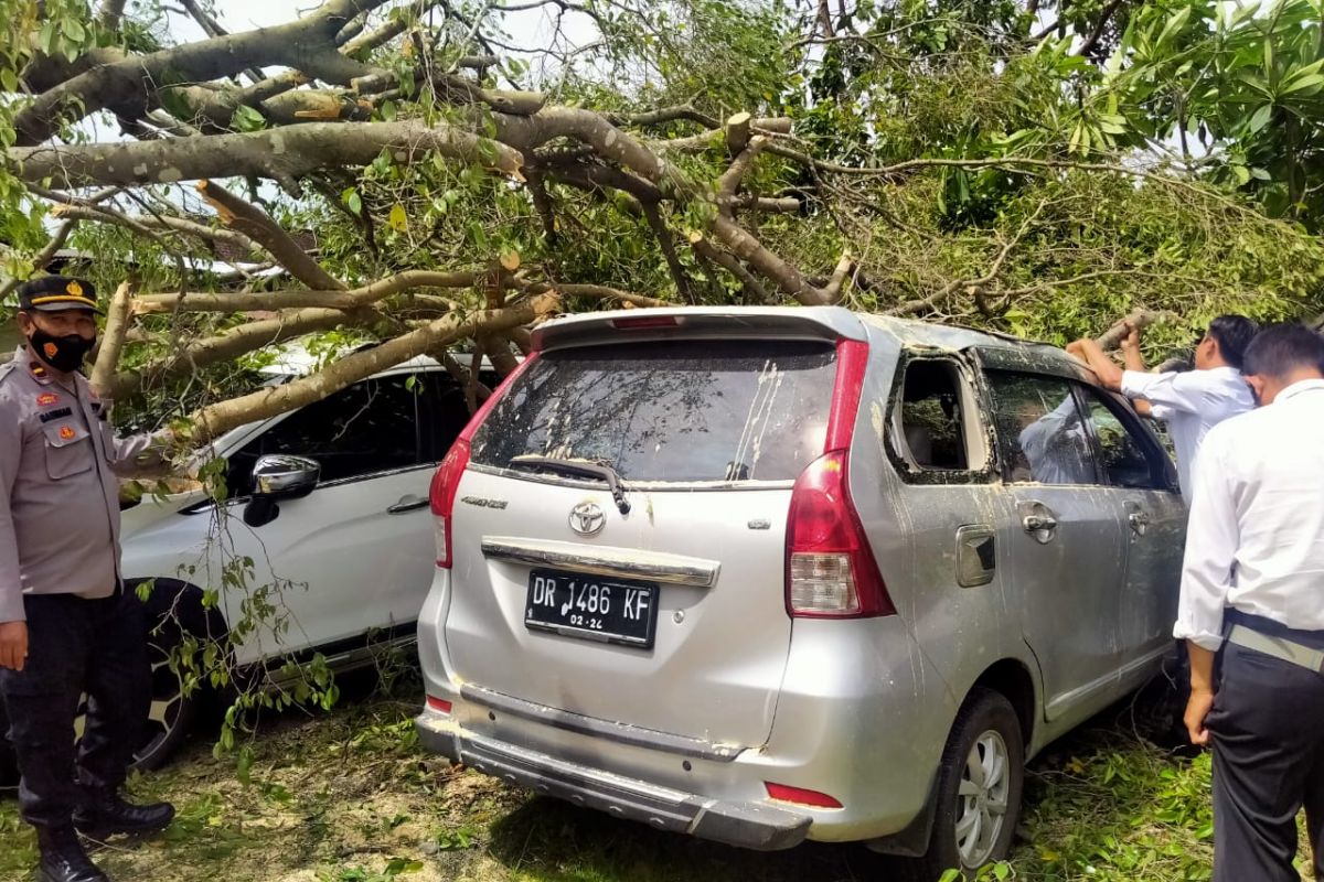 Tiga mobil milik anggota Polres Lotim ringsek tertimpa pohon beringin
