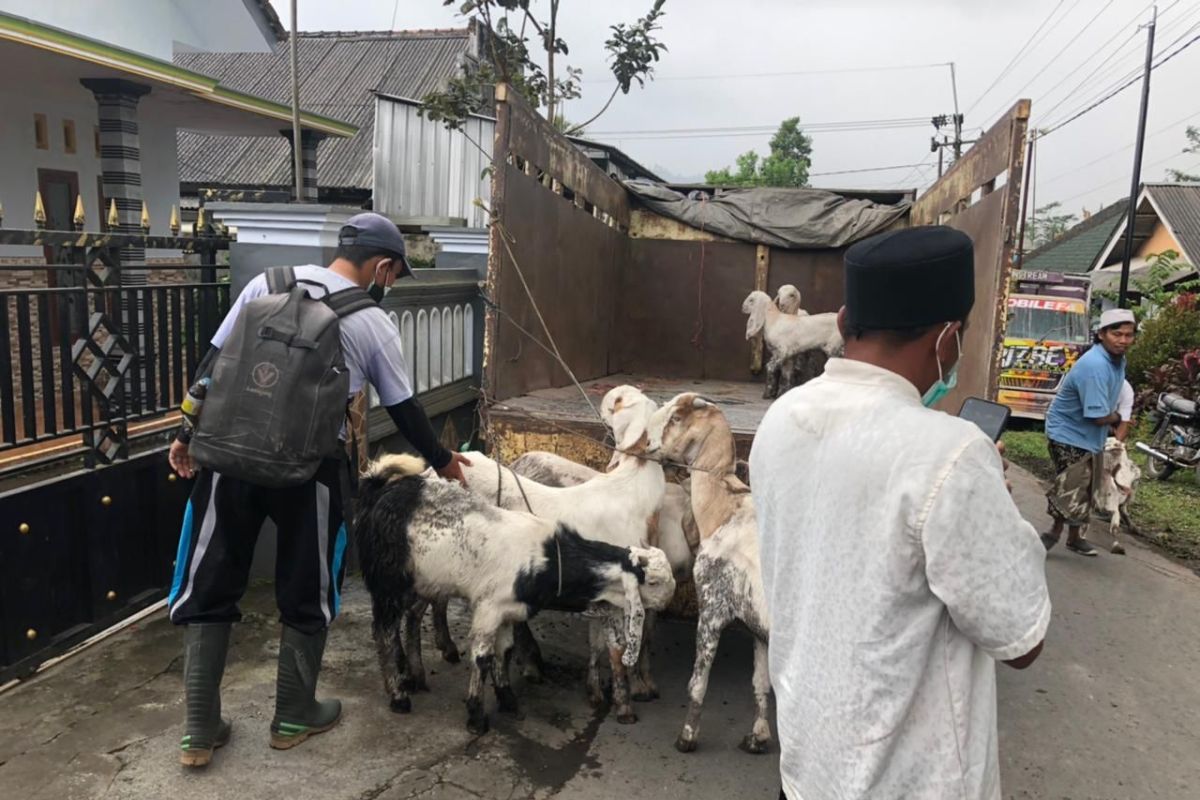 Pemkab Lumajang siapkan pakan ternak hewan terdampak bencana Semeru