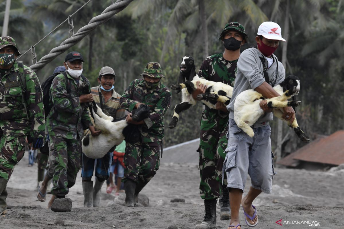 Mount Semeru Command Post treats animals affected by natural disaster