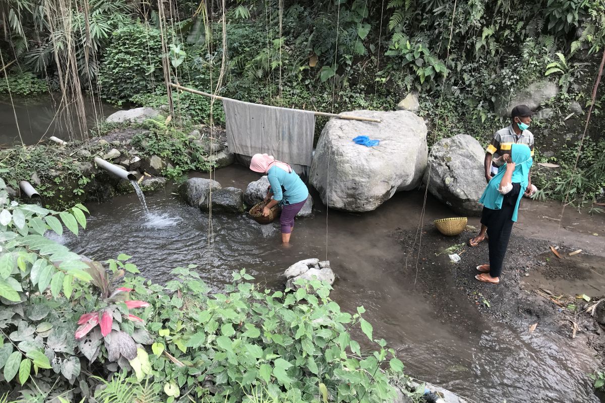 Warga memanen salak meski pohon tertutup abu Gunung Semeru