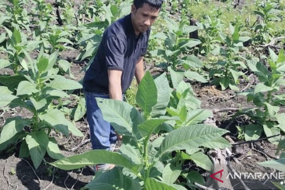 Dinilai menjanjikan, masyarakat Silangkitang Tambiski SD Hole ekspansi ke tembakau