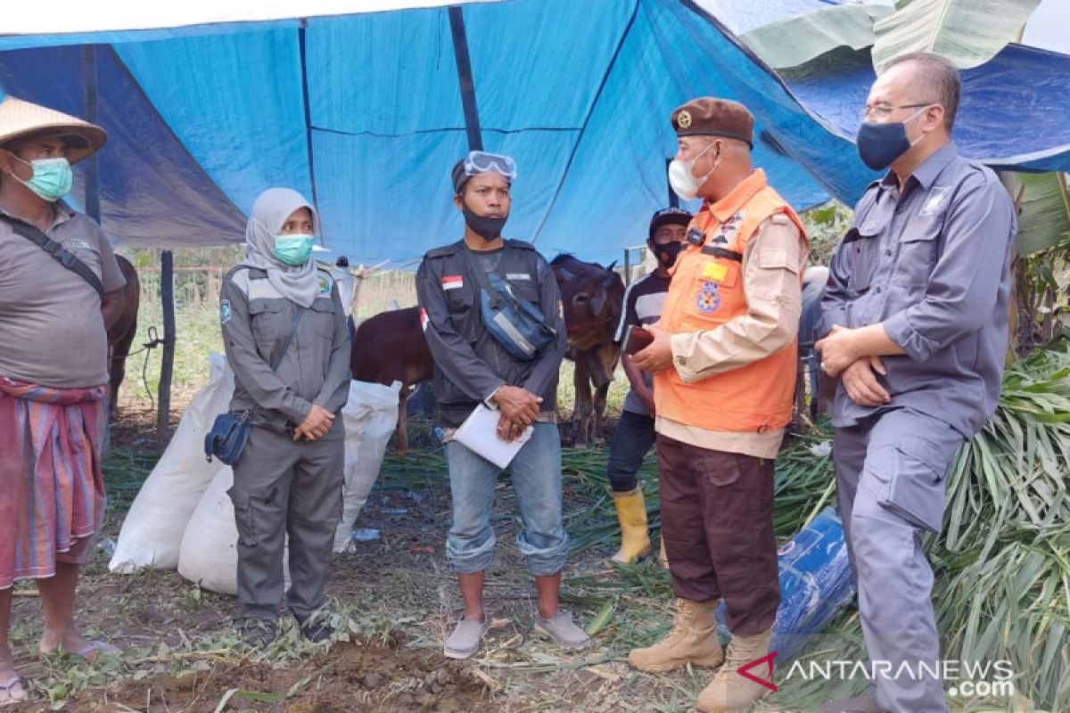 Pramuka Jatim bantu pakan ternak kepada warga terdampak bencana Semeru