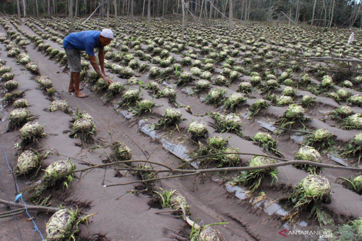 Bencana Semeru ancam kredit macet ratusan UMKM di Lumajang