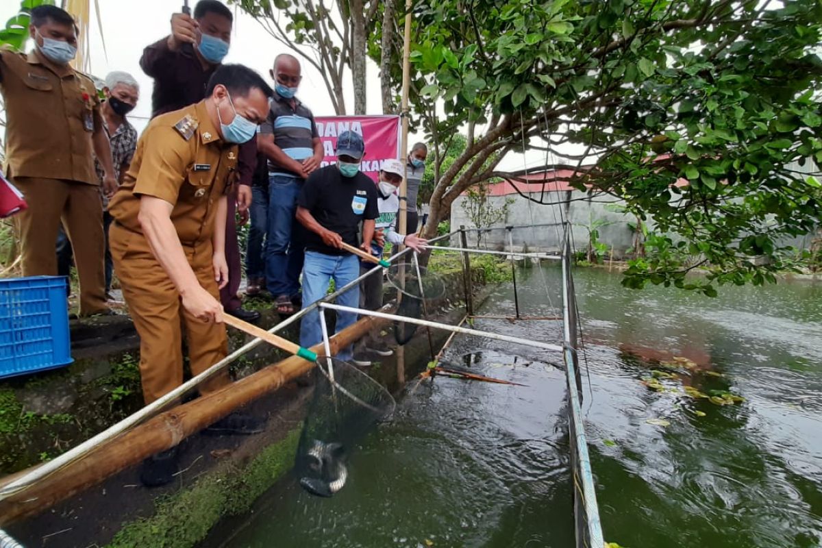 Pemkot Tomohon panen perdana ikan Kolosa