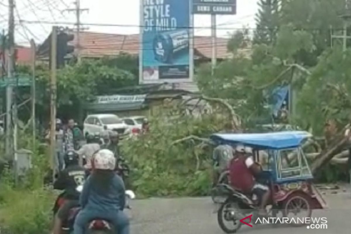 Pohon tumbang macetkan arus lintas disimpangkan Baubau