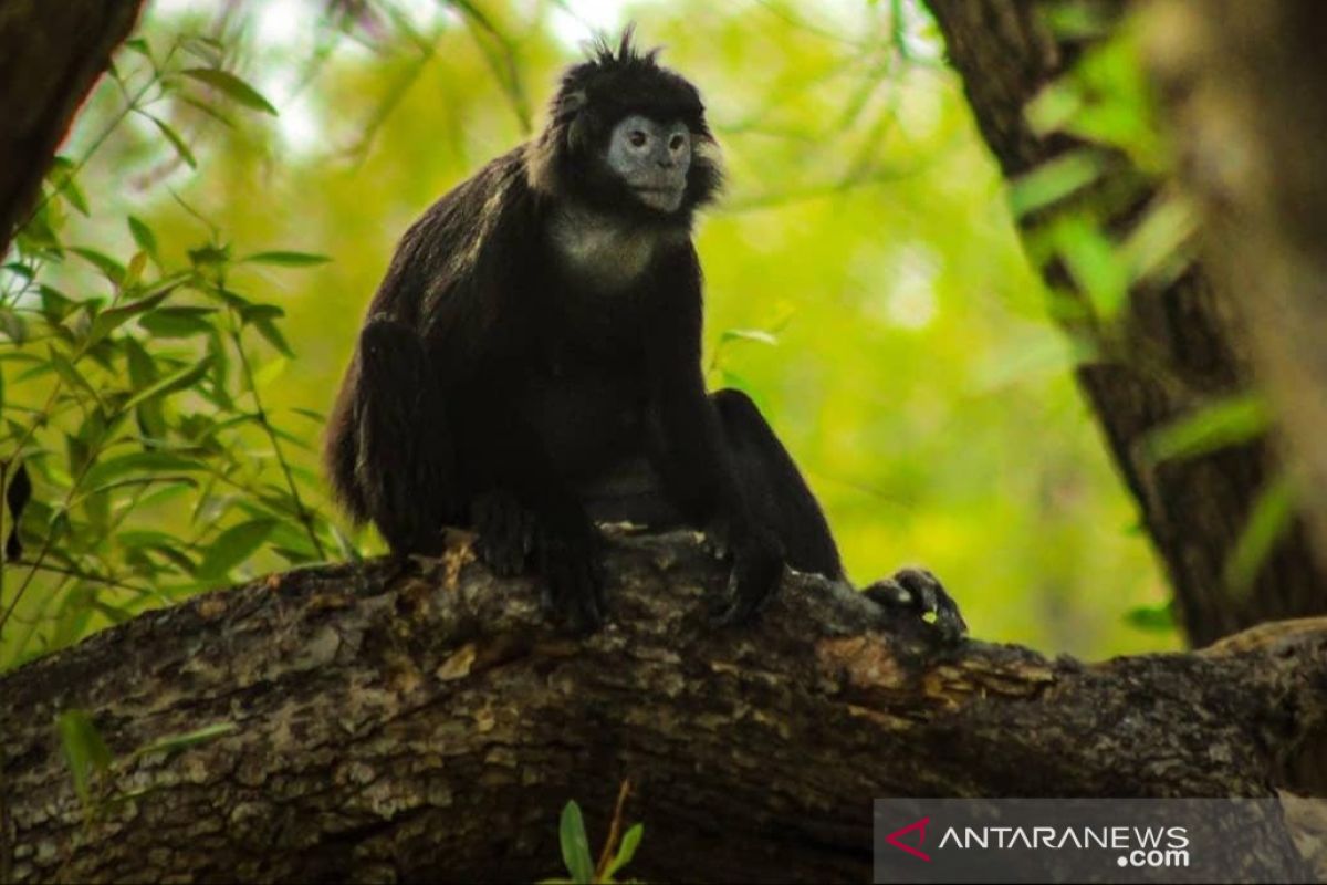 Mangrove menyusut, Lutung Jawa di Bekasi terancam