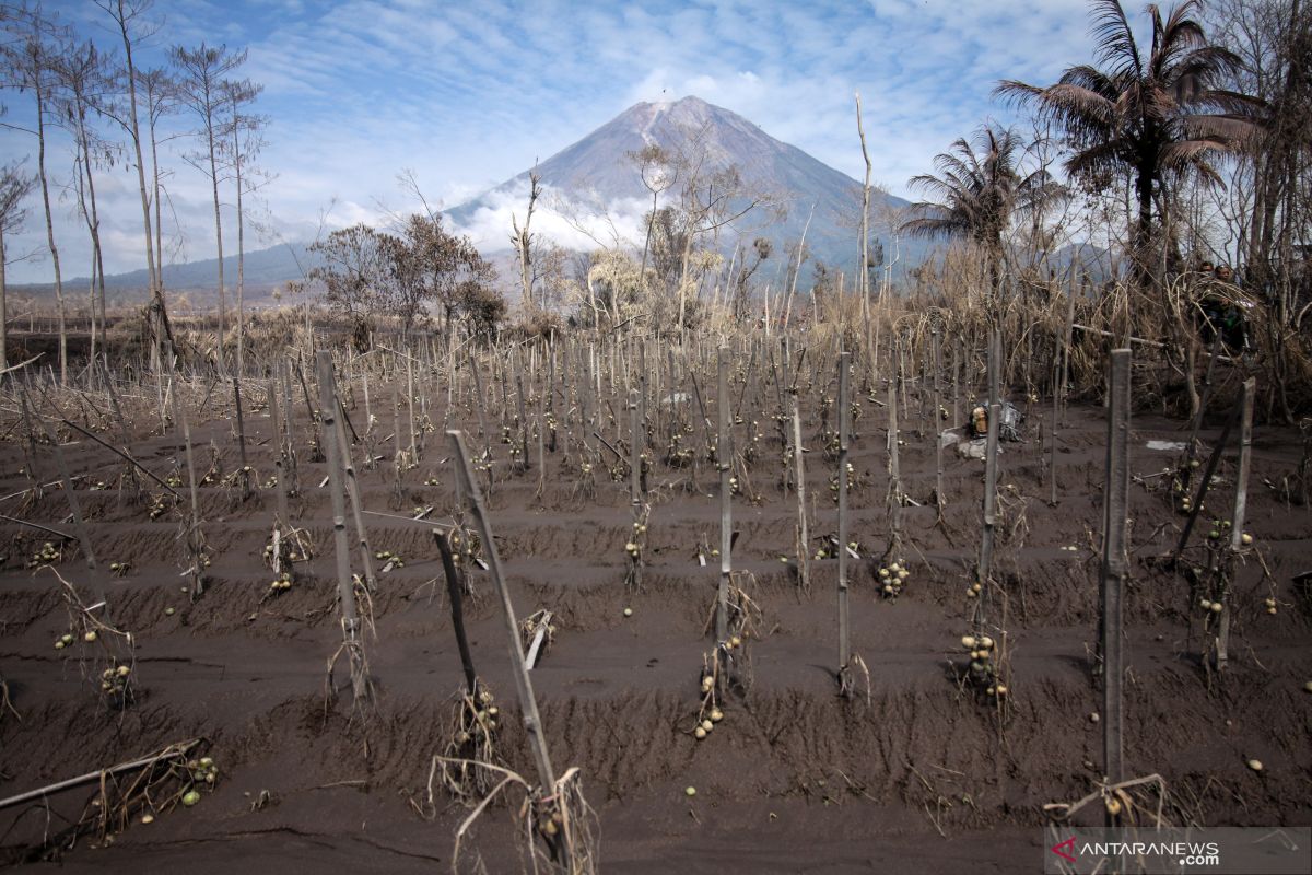 2.417,2 hektare lahan rusak akibat bencana Semeru