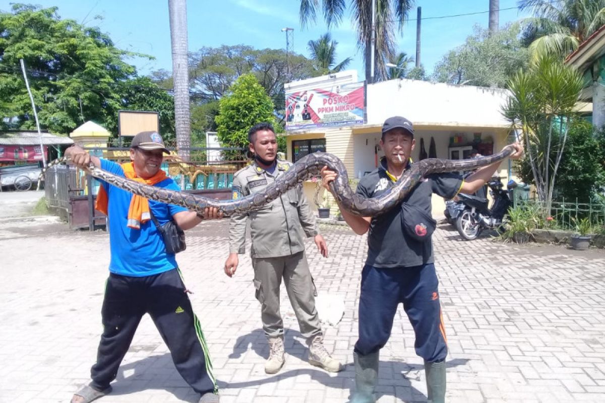 Ular sanca sepanjang tiga meter ditangkap warga di Tangerang