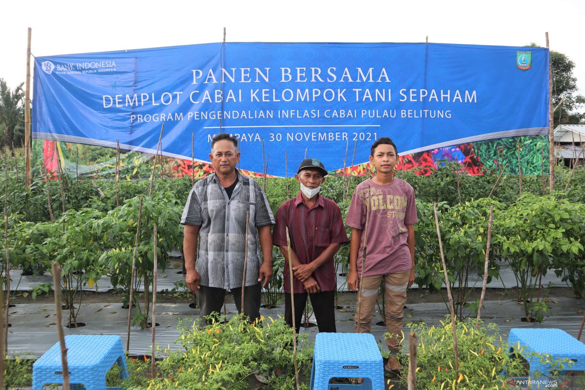 Pemkab Belitung Timur gandeng BI untuk bangun demplot tanaman cabai