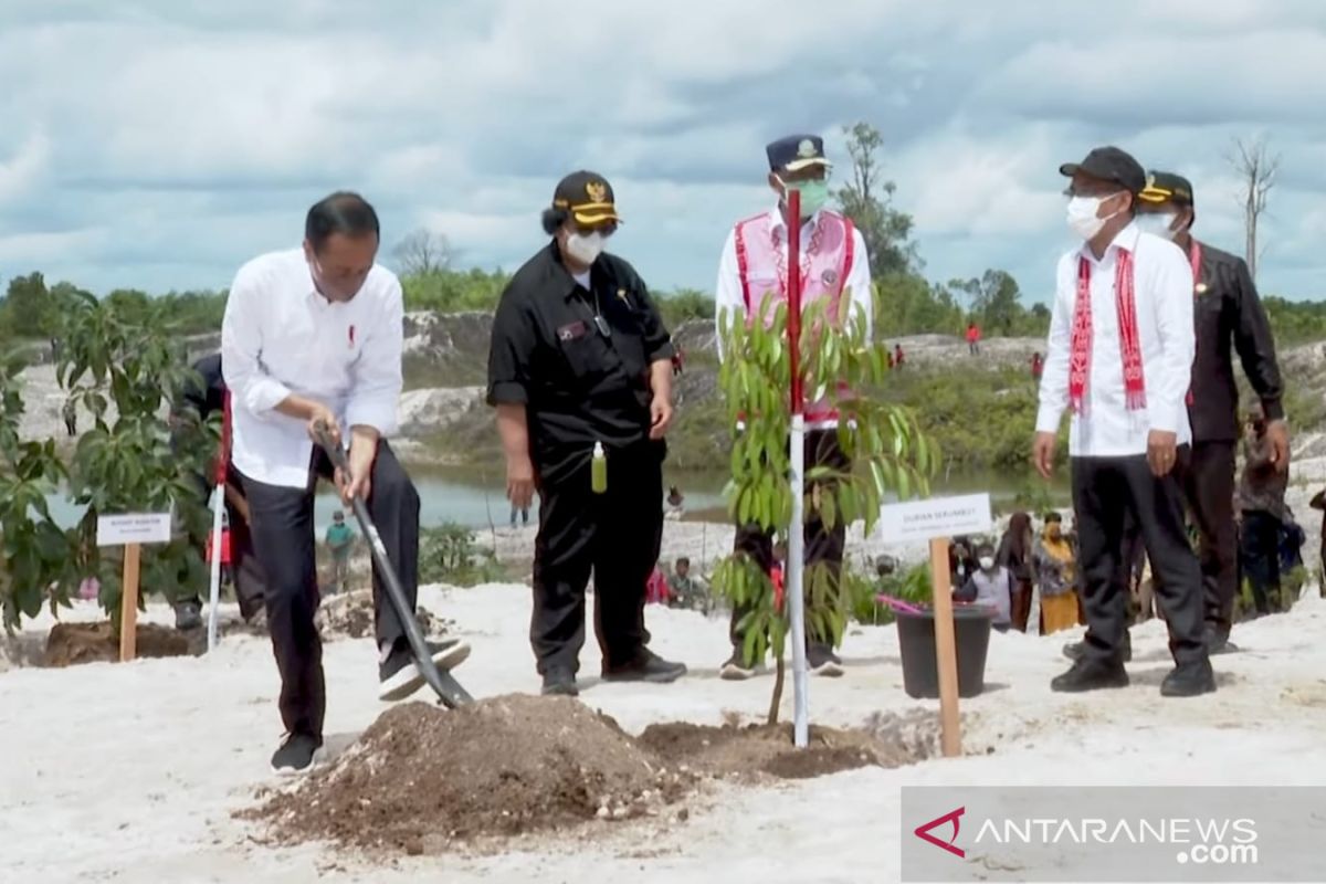 Presiden Jokowi tanam pohon di lokasi bekas tambang emas di Sintang