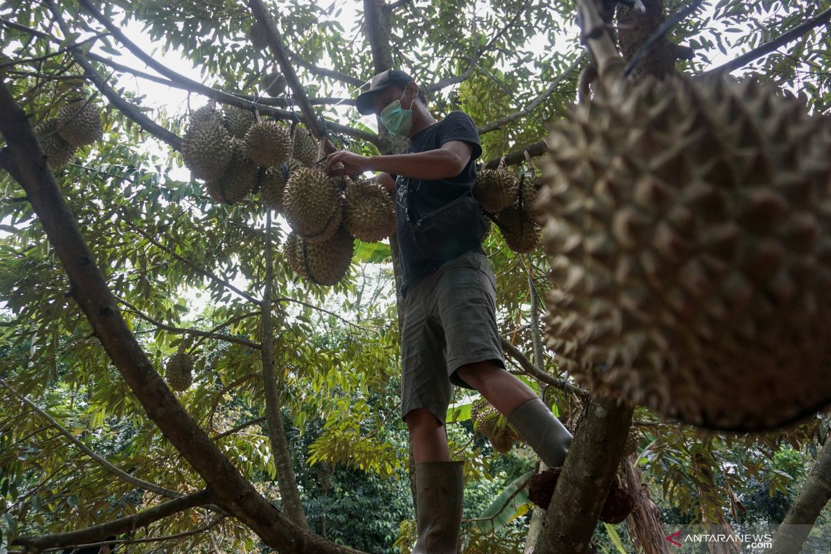 Pemkab Sigi kembangkan durian musang king jadi komoditas unggulan