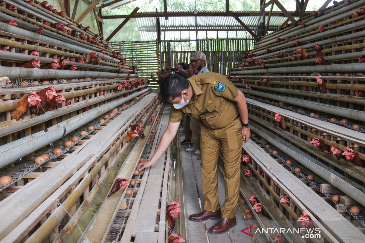 Wali Kota Sawahlunto turun ke lapangan monitoring usaha peternakan ayam