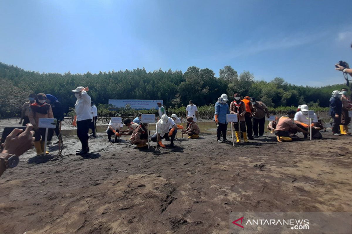 Pelindo rehabilitasi lahan mangrove di Probolinggo Jatim