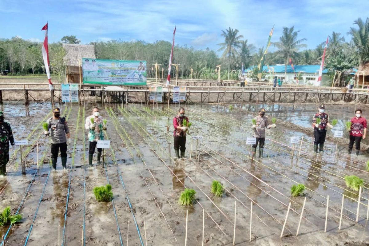 Penanaman padi perdana di sawah Rancah Mampulang Desa Balida