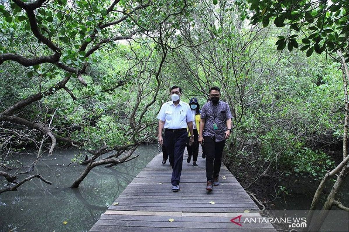 Menko Kemaritiman Luhut sebut Indonesia akan pamerkan mangrove ke pemimpin G20