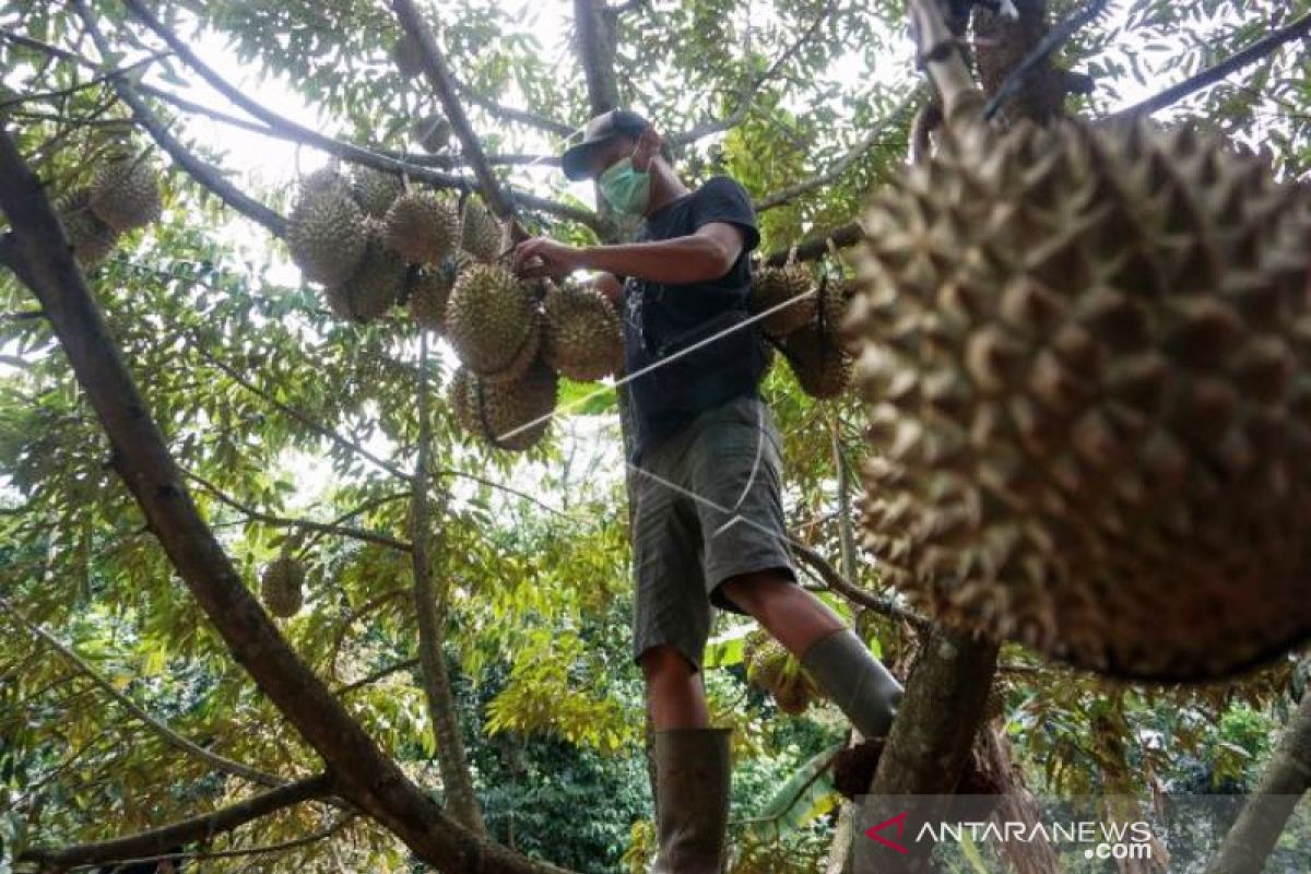 Panen Buah Durian