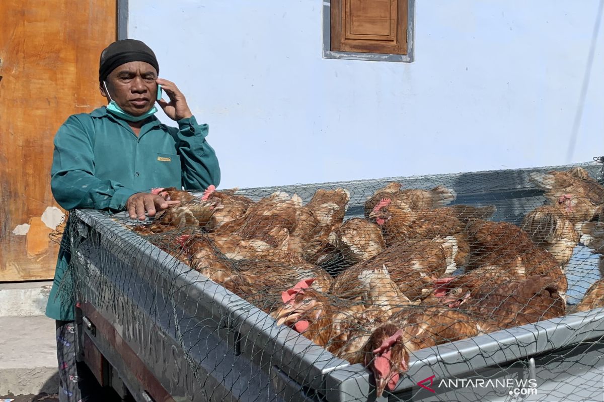 Kandang rusak, peternak di Semeru terpaksa jual ayam petelurnya