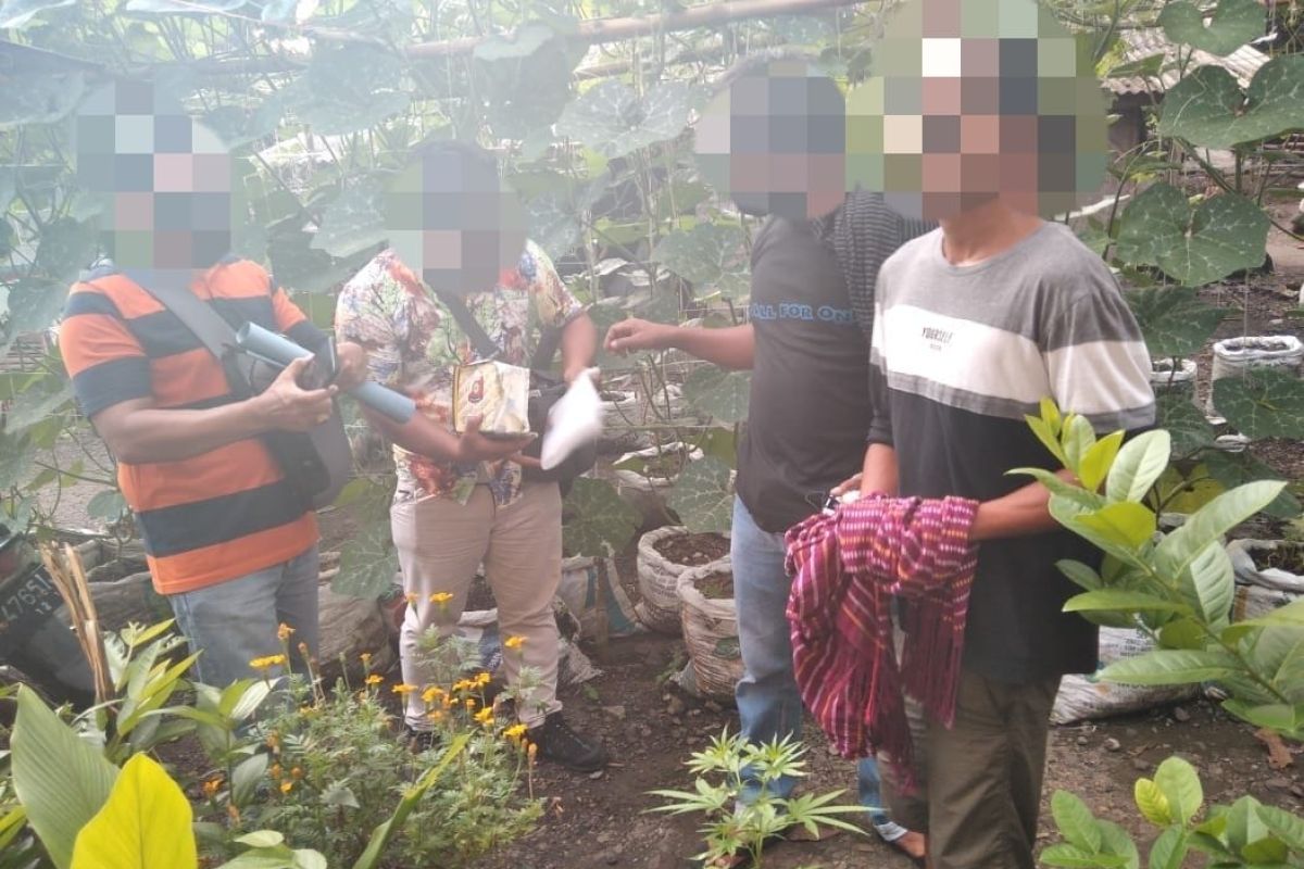 Polisi menangkap petani tanam pohon ganja di Lombok Tengah