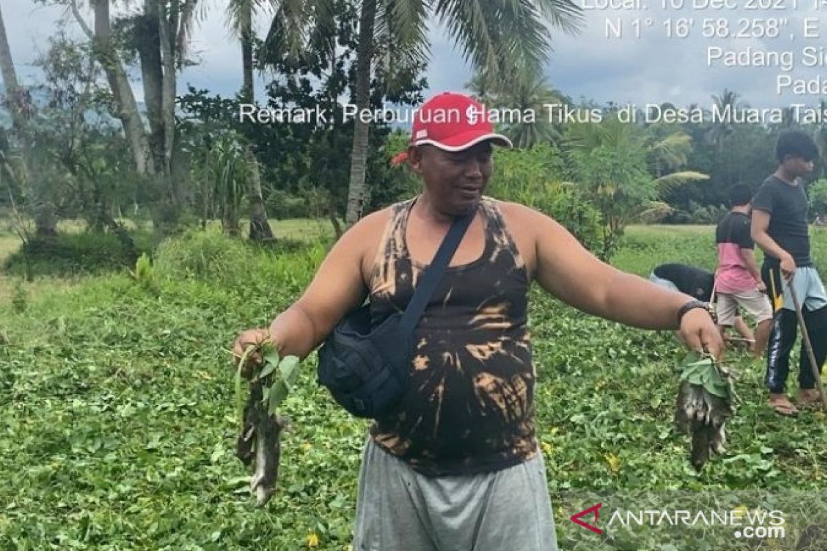 Petani Tapsel kembali basmi ratusan tikus di Angkola Muaratais