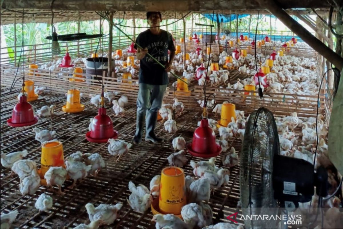 Resto cepat saji banyak tidak perhatikan kesejahteraan ayam