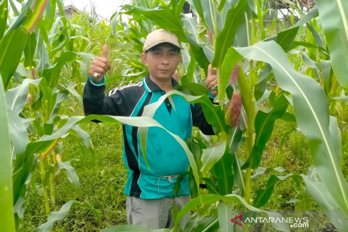 Petani milenial Kaltim bersiap panen jagung seluas 10 hektare