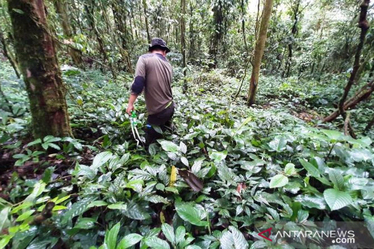 Jalur pendakian Gunung Kerinci via Solok Selatan diusulkan ditutup sementara